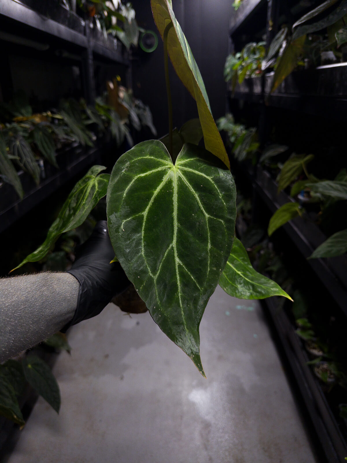 Anthurium ('Blackx' x 'Hoffx') x 'Heinz' s1