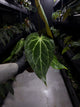 Anthurium ('Blackx' x 'Hoffx') x 'Heinz' s1