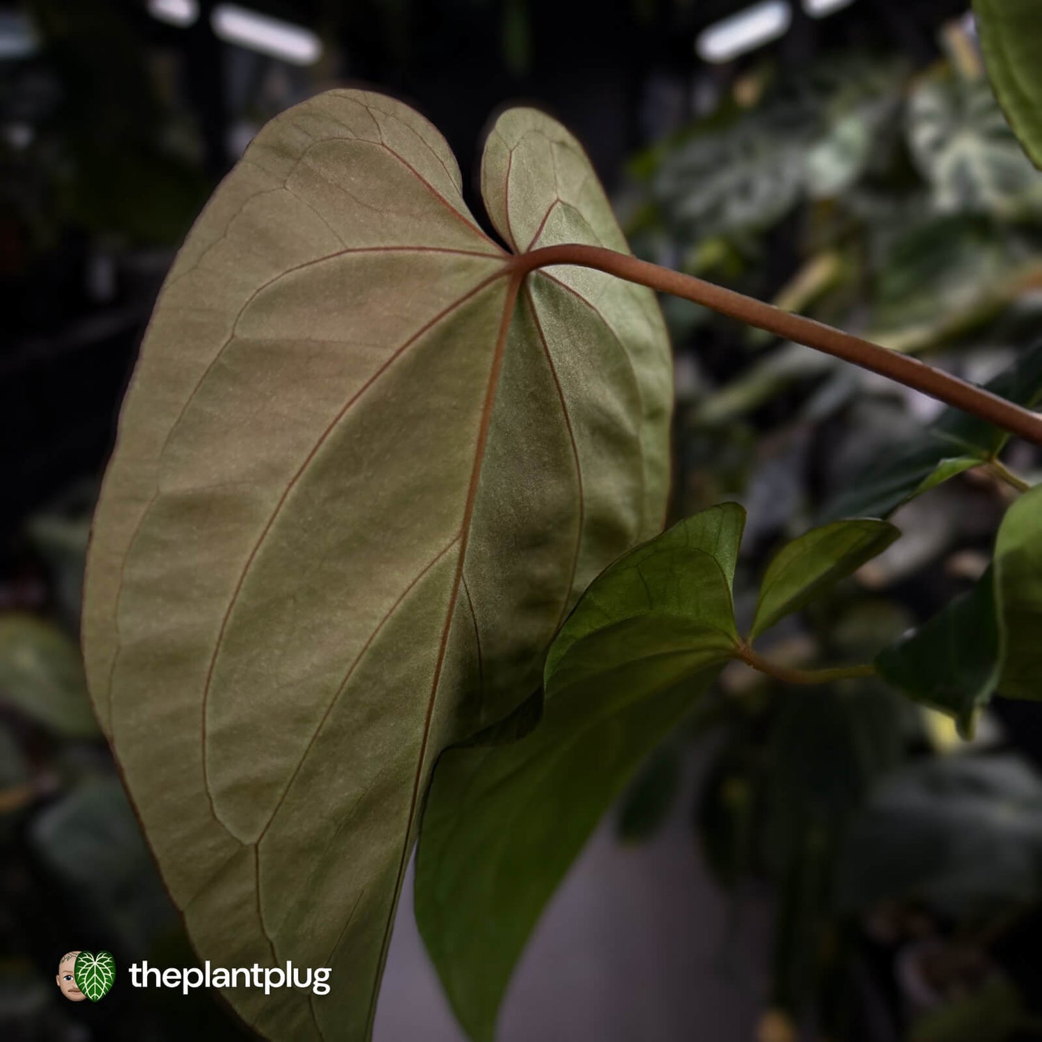 Anthurium #PurplePeopleEater 👾 • select