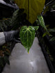 Anthurium ('Blackx' x 'Hoffx') x 'Heinz' s1
