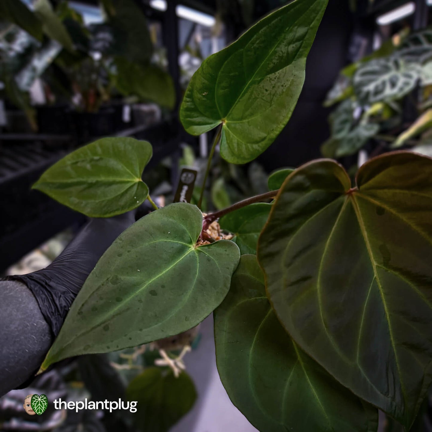 Anthurium #PurplePeopleEater 👾 • select