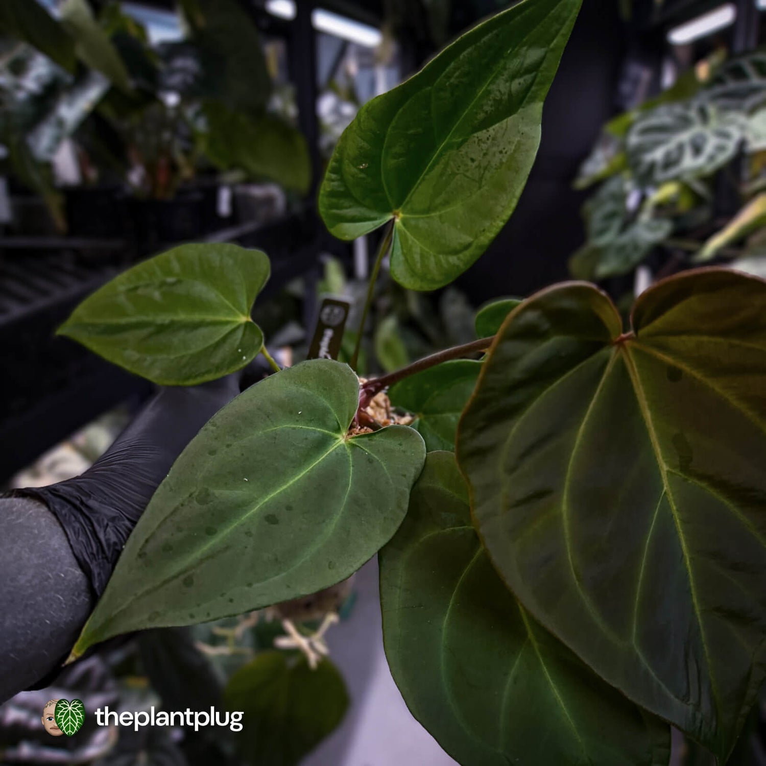 Anthurium #PurplePeopleEater 👾 • select