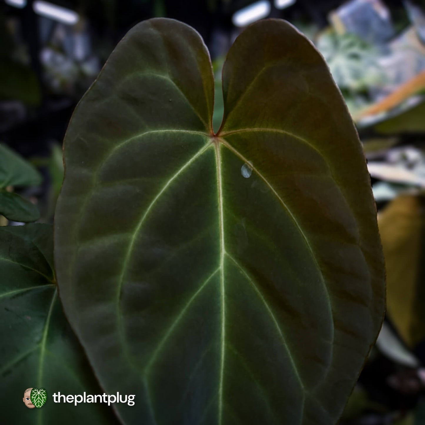 Anthurium #PurplePeopleEater 👾 • select