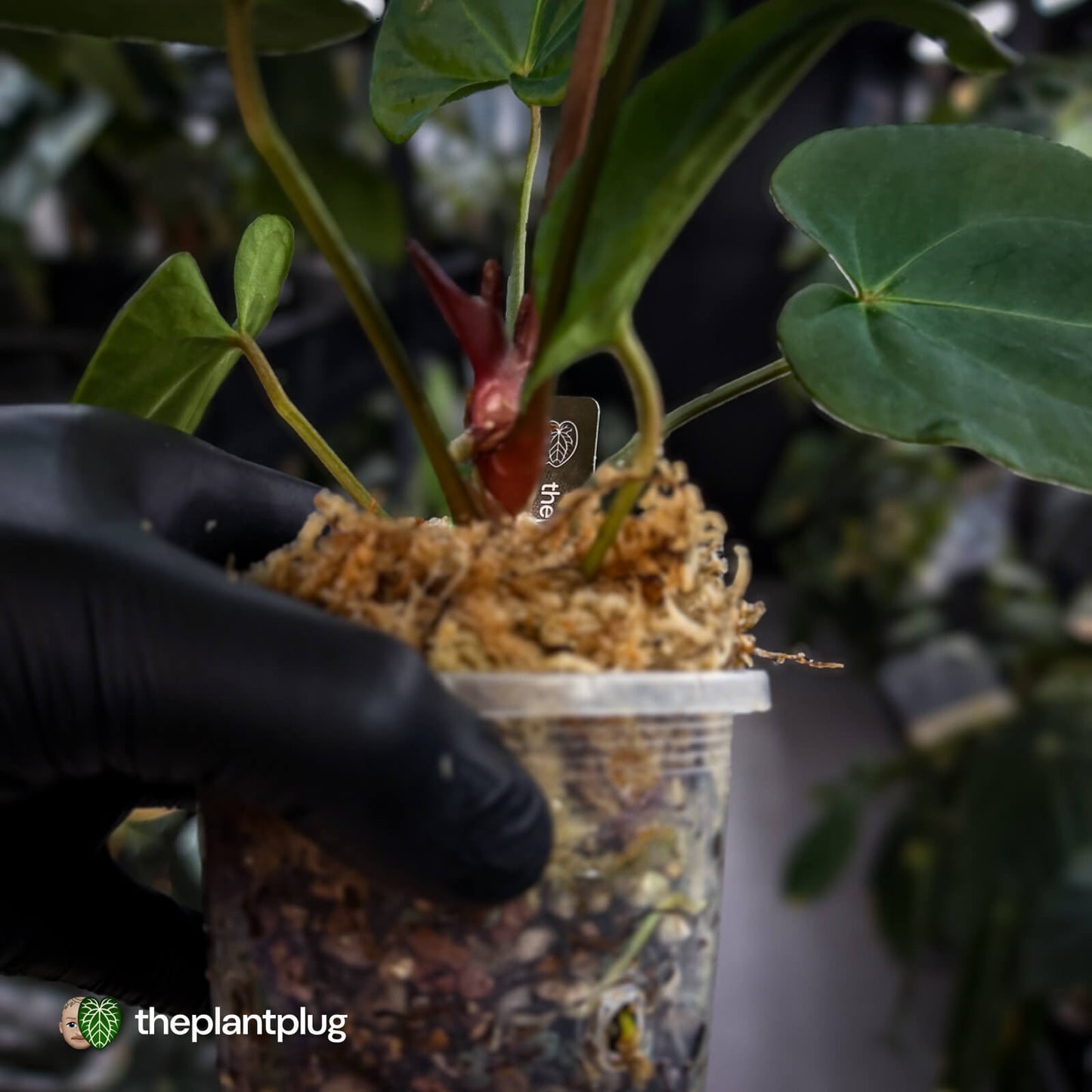 Anthurium #PurplePeopleEater 👾 • select