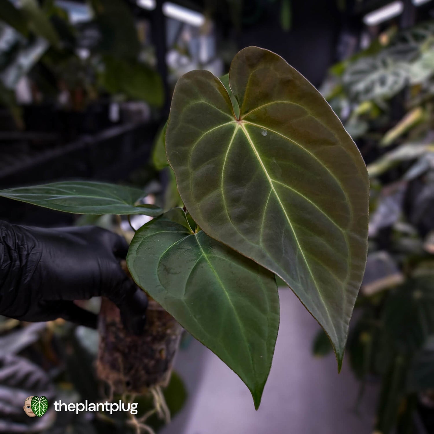 Anthurium #PurplePeopleEater 👾 • select