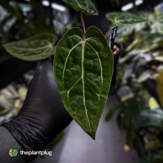 Anthurium 'Michelle' x (carlablackiae x antolakii) • select holdback