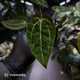 Anthurium 'Michelle' x (carlablackiae x antolakii) • select holdback