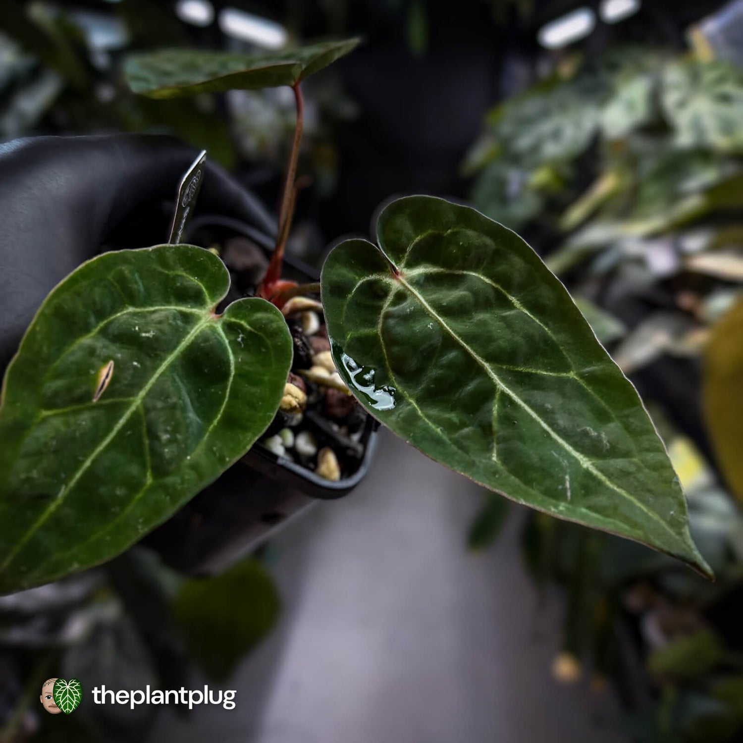 Anthurium 'Michelle' x (carlablackiae x antolakii) • select holdback