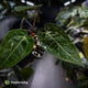 Anthurium 'Michelle' x (carlablackiae x antolakii) • select holdback
