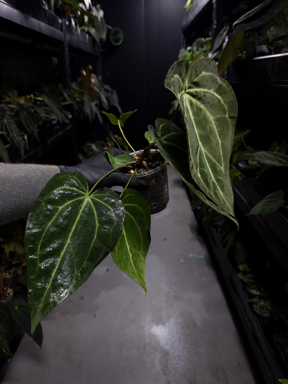 Anthurium ('Blackx' x 'Hoffx') x 'Heinz' s1