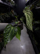 Anthurium ('Blackx' x 'Hoffx') x 'Heinz' s1