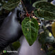 Anthurium 'Michelle' x (carlablackiae x antolakii) • select holdback