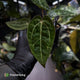 Anthurium 'Michelle' x (carlablackiae x antolakii) • select holdback