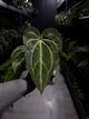 Anthurium ('Blackx' x 'Hoffx') x 'Heinz' s1