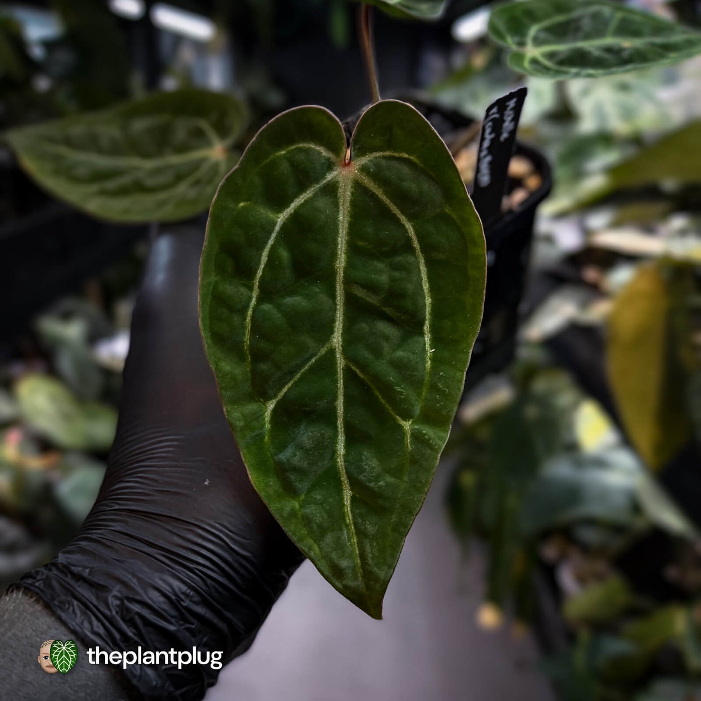 Anthurium 'Michelle' x (carlablackiae x antolakii) • select holdback