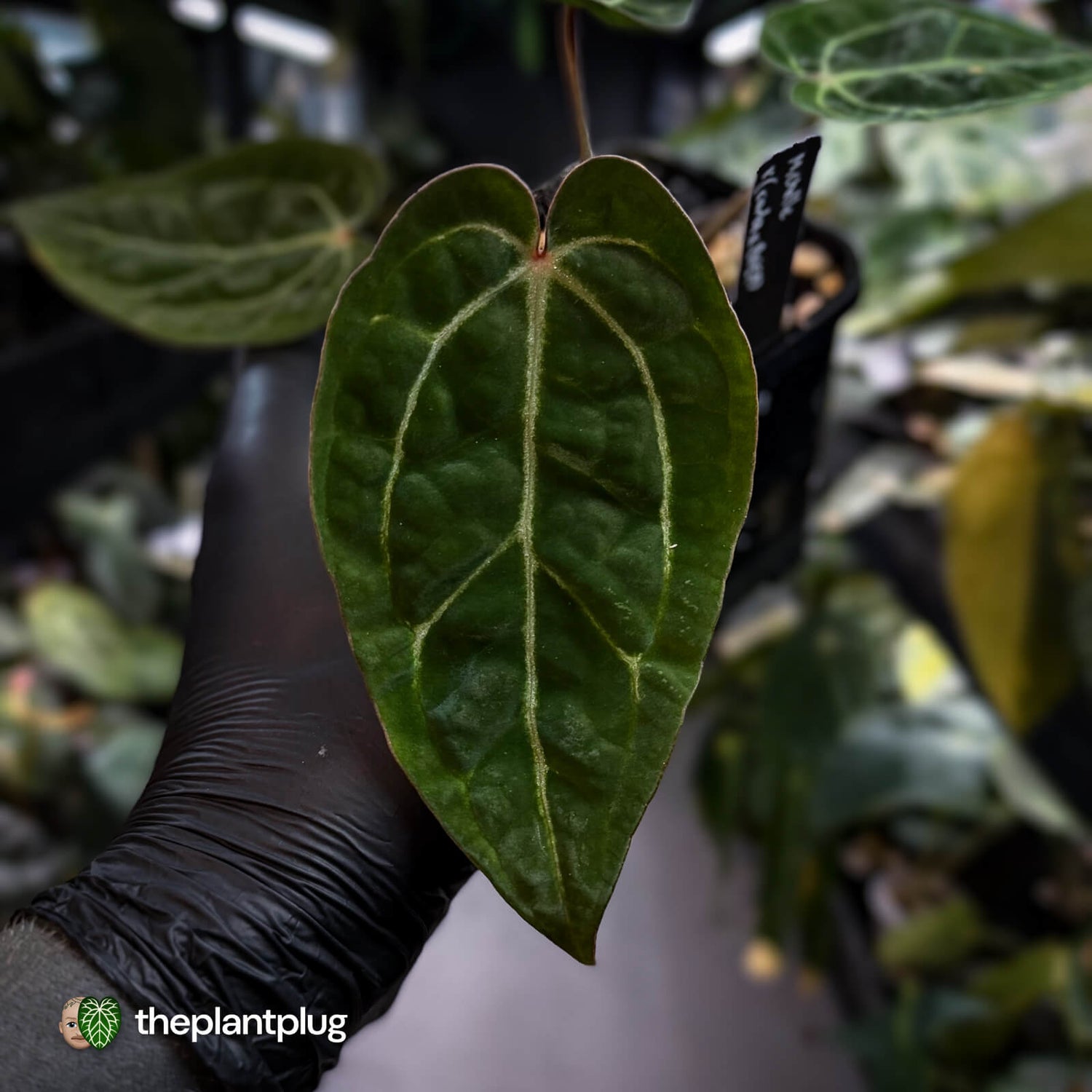 Anthurium 'Michelle' x (carlablackiae x antolakii) • select holdback