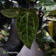 Anthurium 'Michelle' x (carlablackiae x antolakii) • select holdback