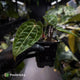 Anthurium 'Michelle' x (carlablackiae x antolakii) • select holdback