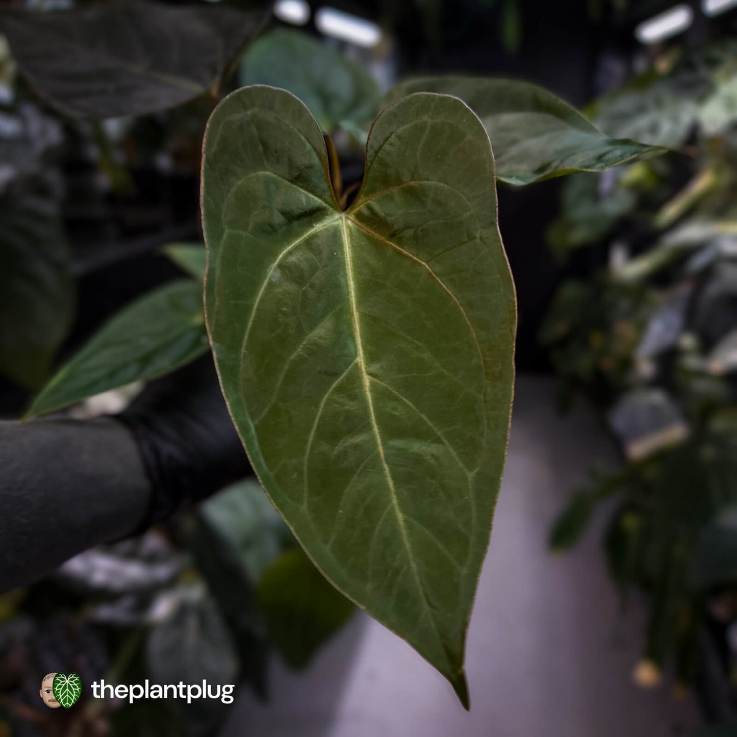 Anthurium #WaddleNOID x papillilaminum