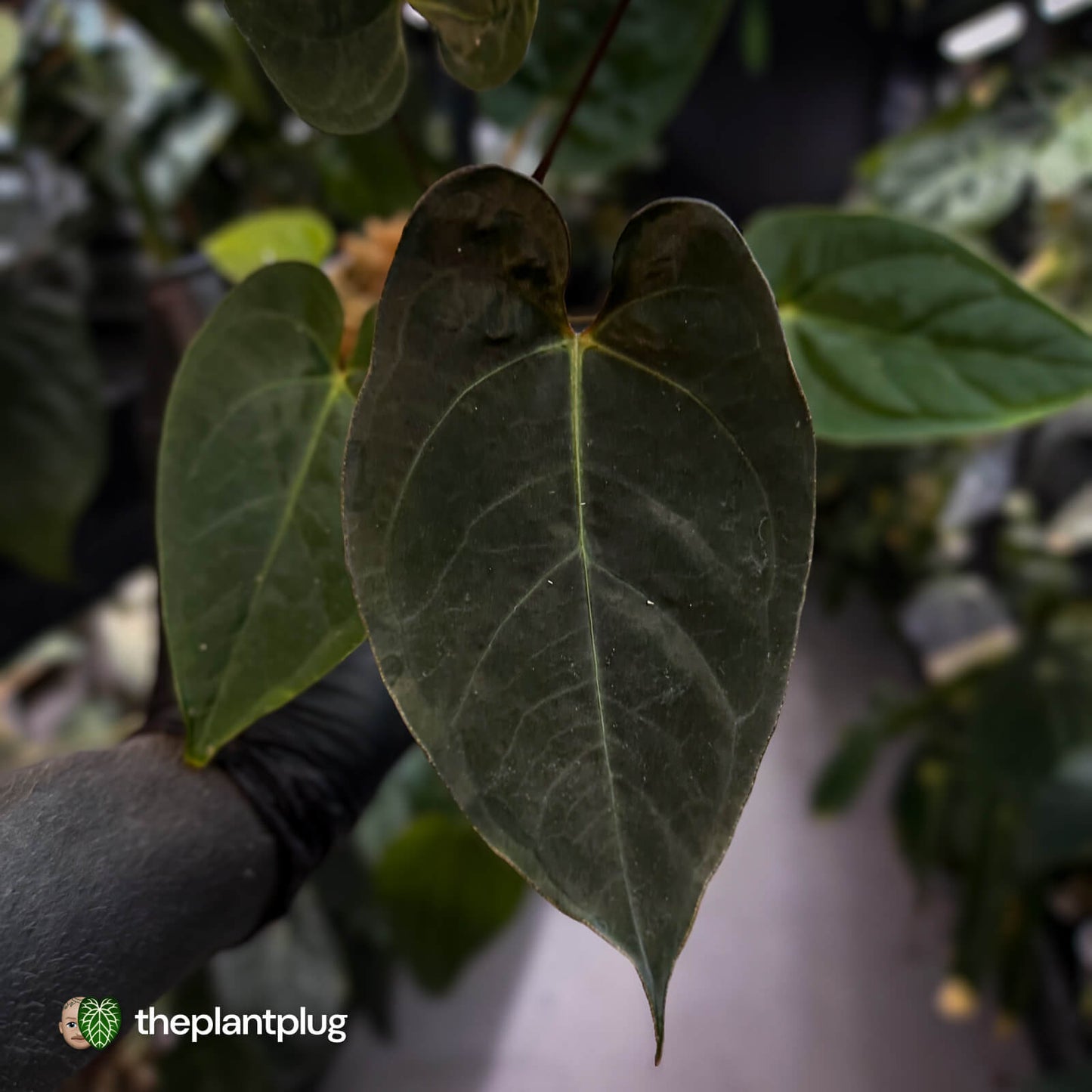 Anthurium #WaddleNOID x papillilaminum