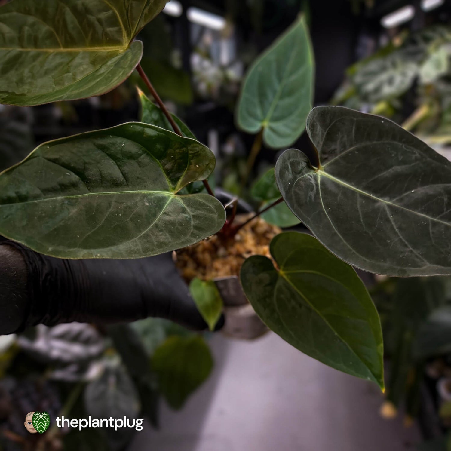 Anthurium #WaddleNOID x papillilaminum