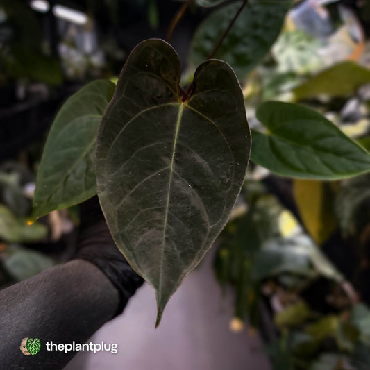 Anthurium #WaddleNOID x papillilaminum