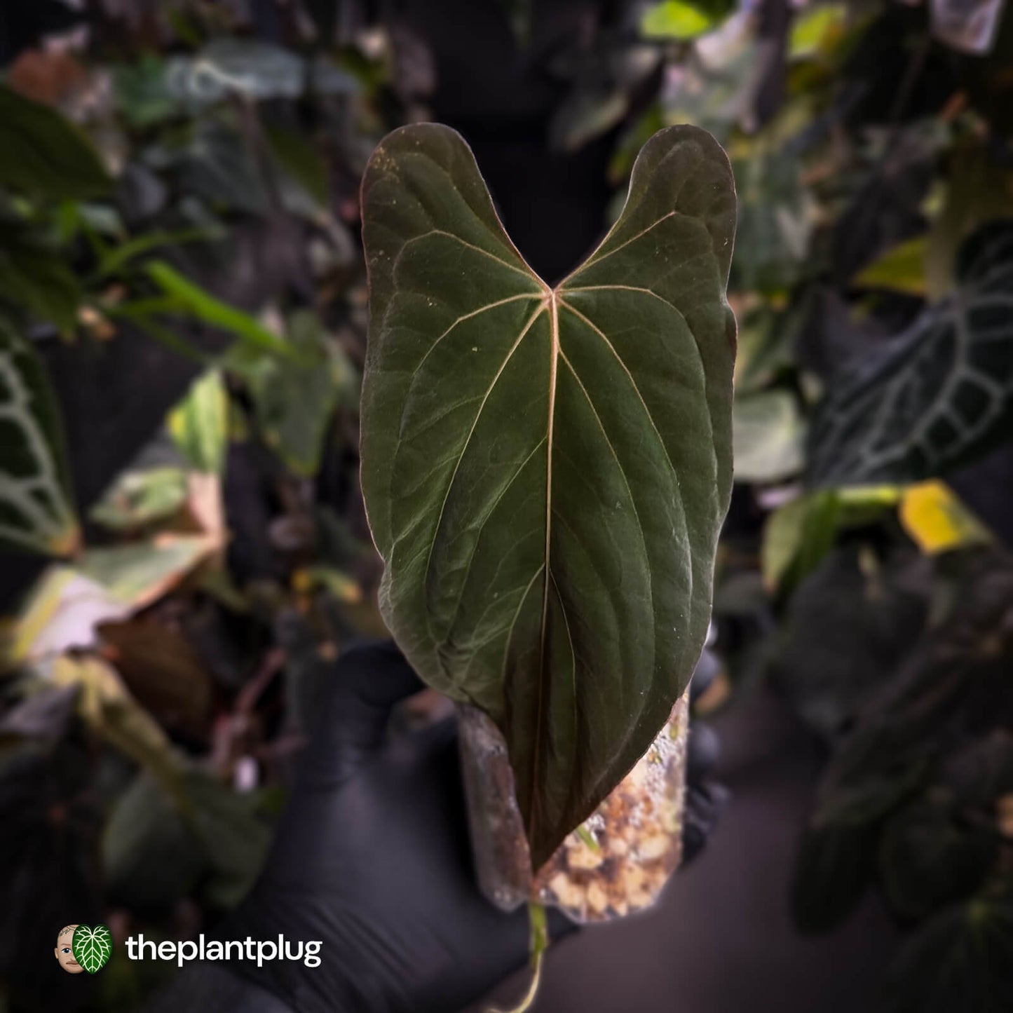 Anthurium papillilaminum 'Red Abaxial'