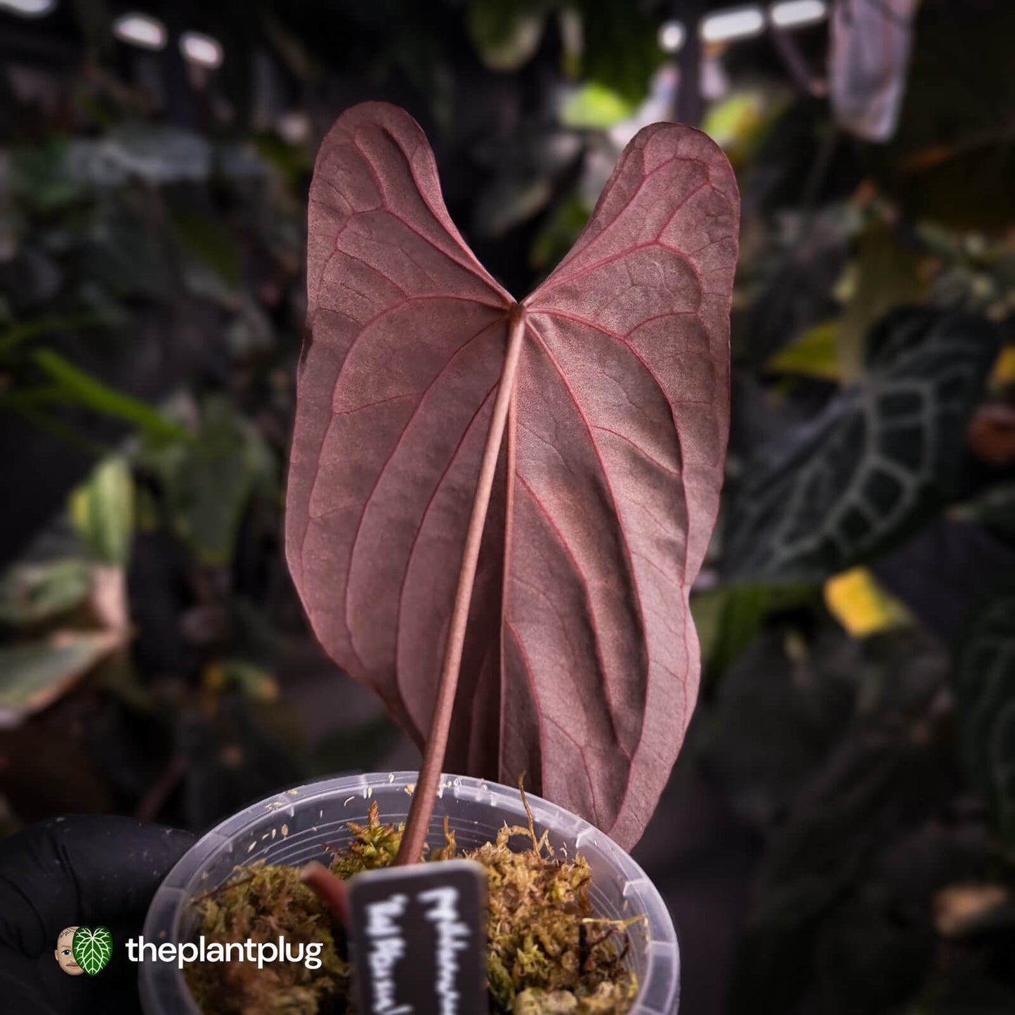 Anthurium papillilaminum 'Red Abaxial'