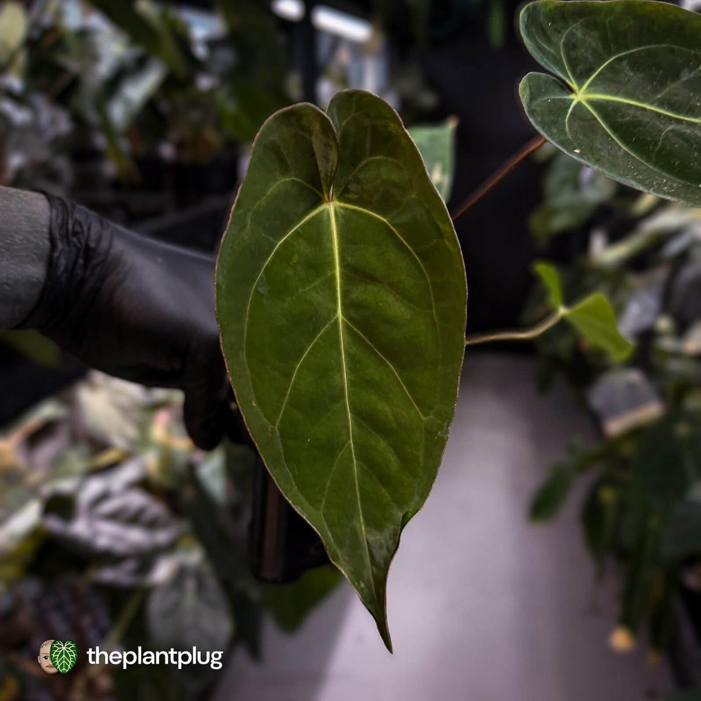 Anthurium #WaddleNOID x papillilaminum