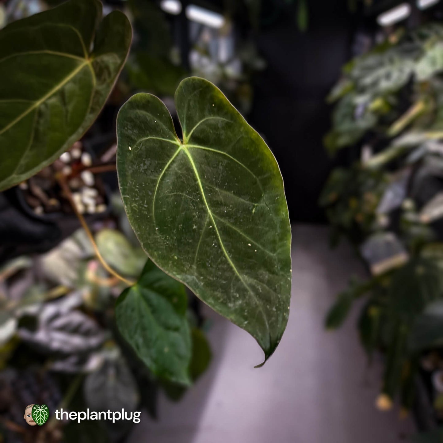 Anthurium #WaddleNOID x papillilaminum