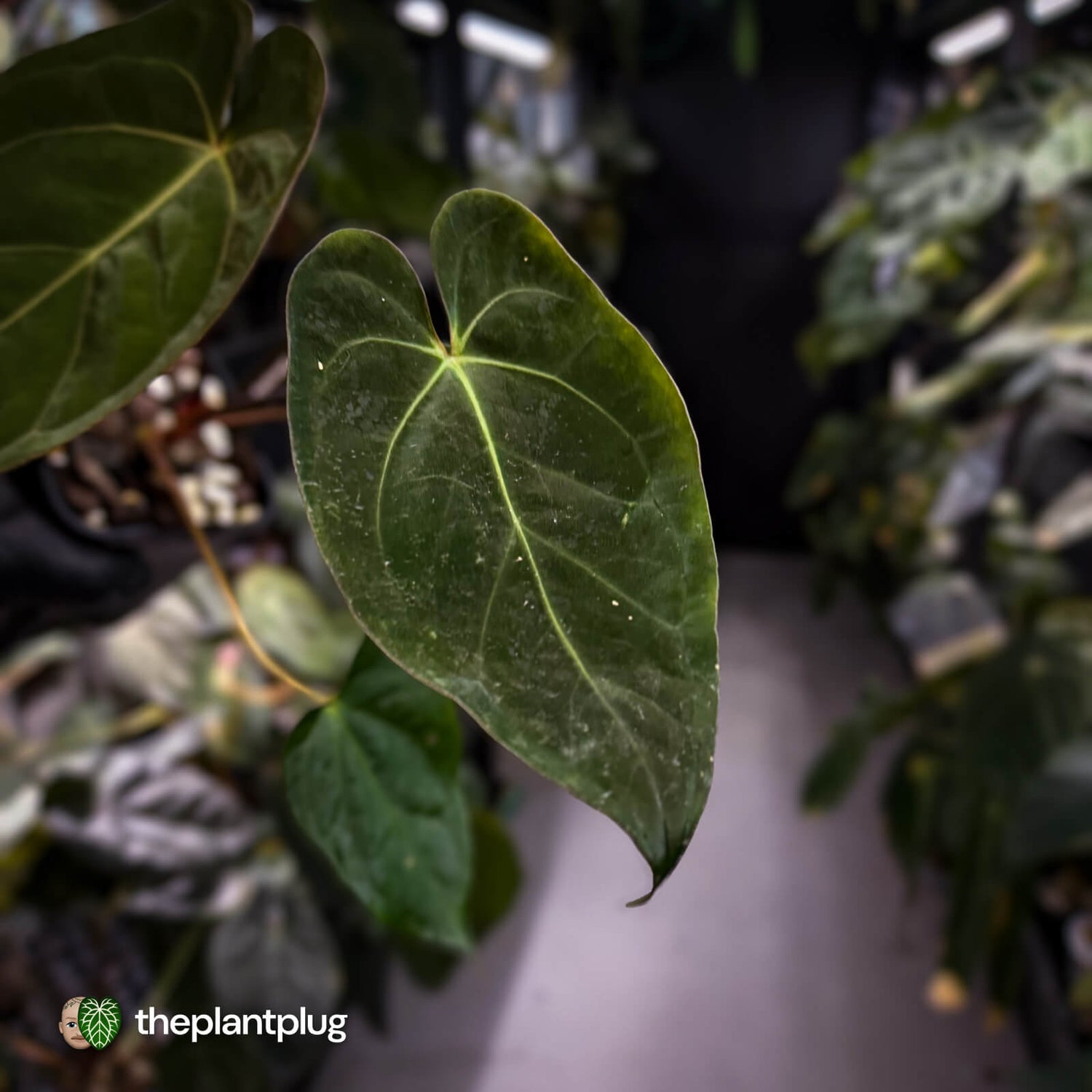 Anthurium #WaddleNOID x papillilaminum