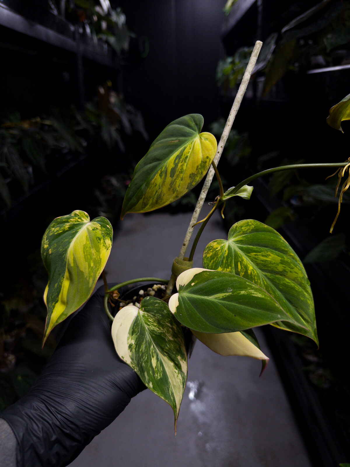 Philodendron micans • variegated