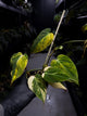 Philodendron micans • variegated