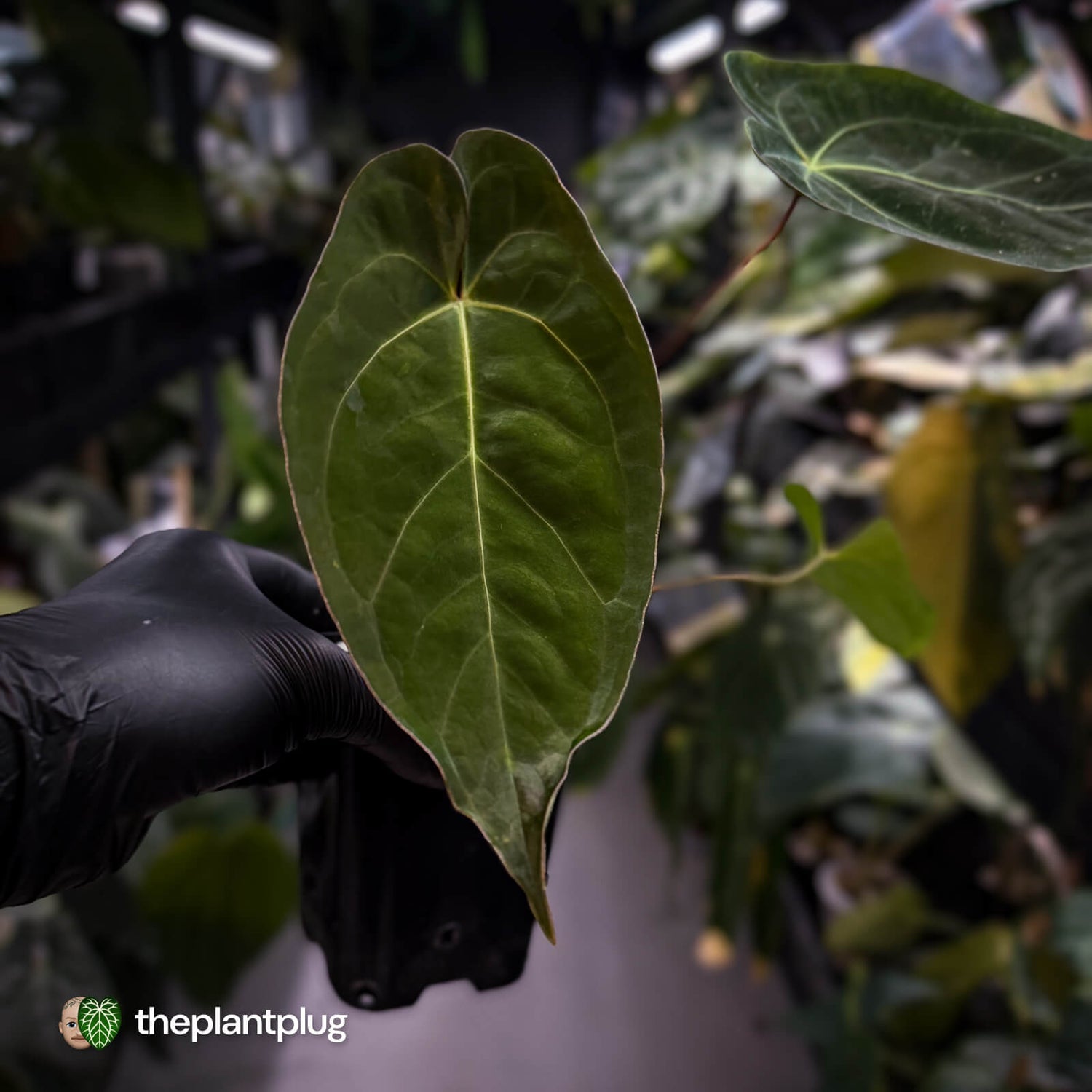 Anthurium #WaddleNOID x papillilaminum