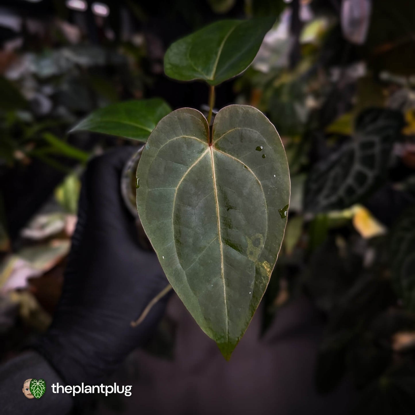 Anthurium 'Fruchoc'