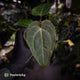 Anthurium 'Fruchoc'