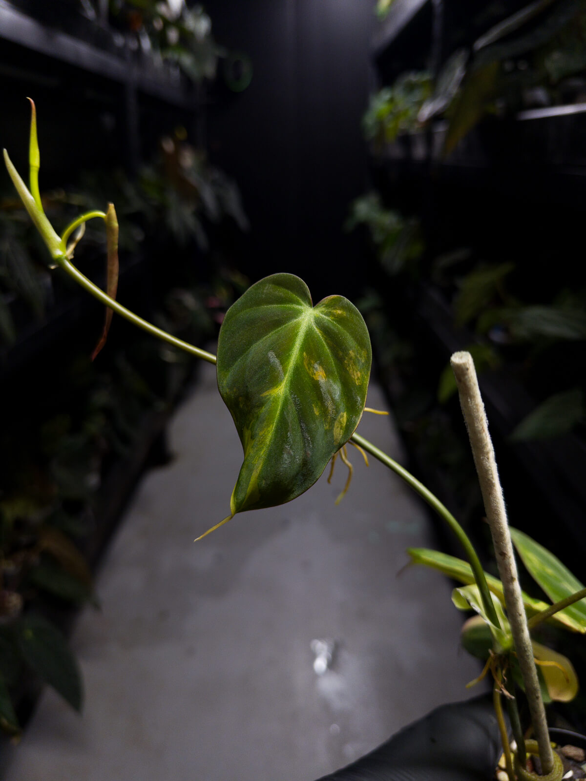 Philodendron micans • variegated