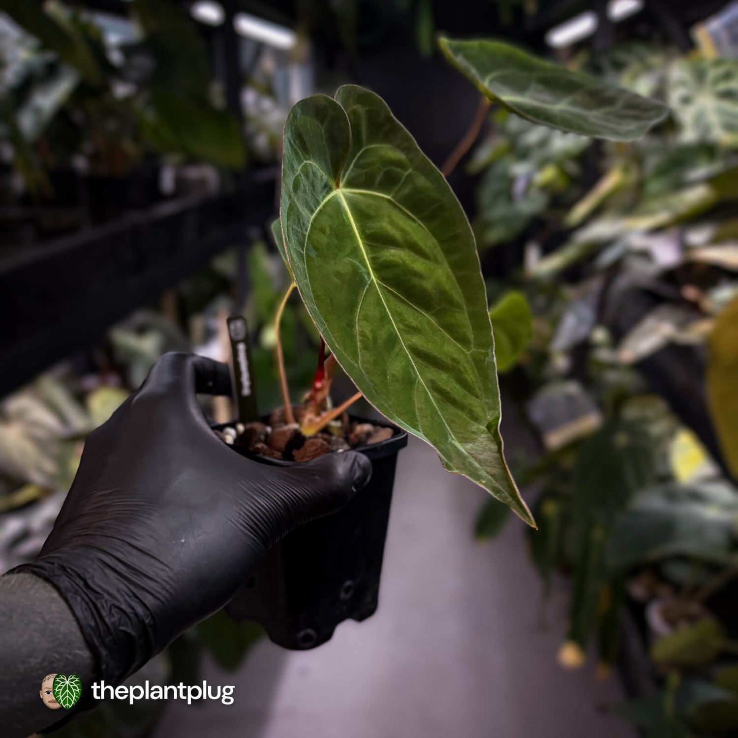 Anthurium #WaddleNOID x papillilaminum