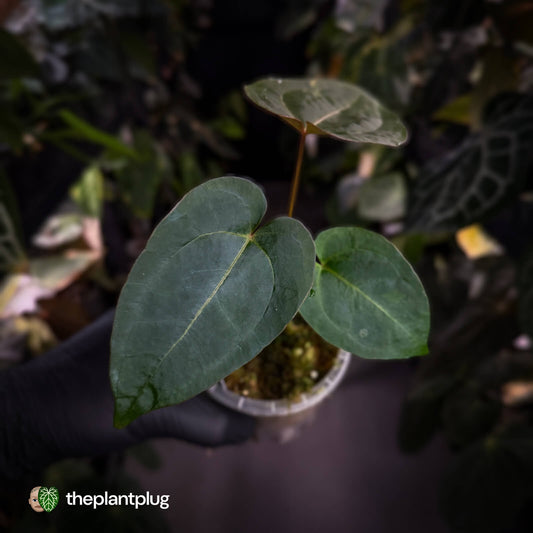Anthurium 'Fruchoc'