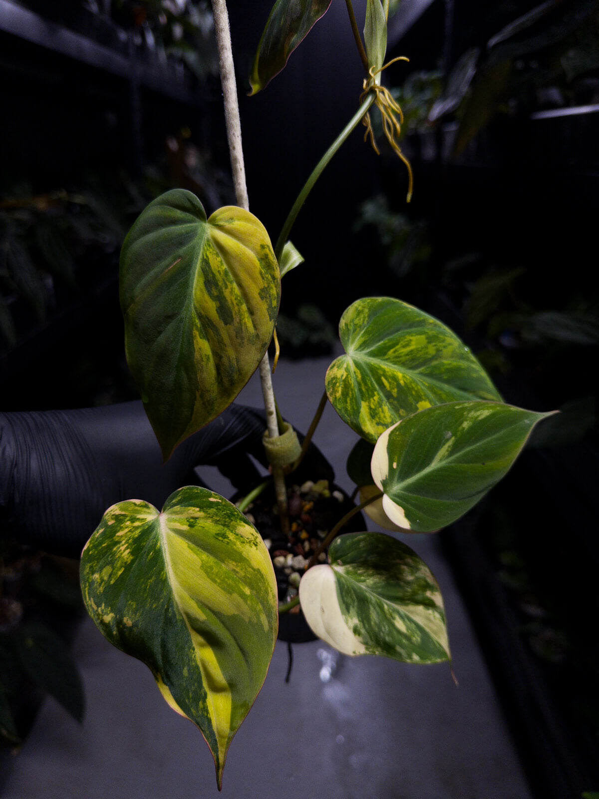 Philodendron micans • variegated