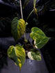 Philodendron micans • variegated