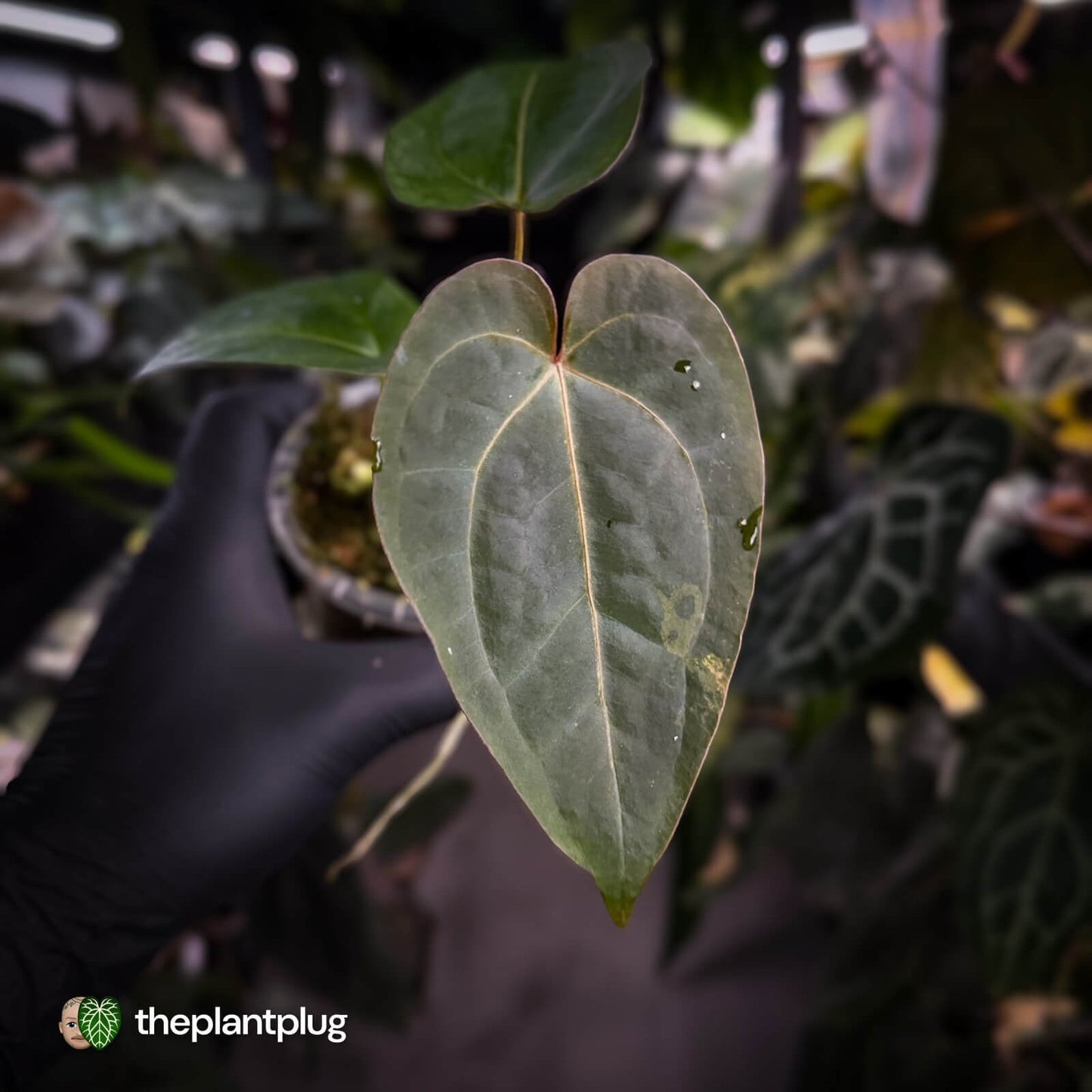 Anthurium 'Fruchoc'