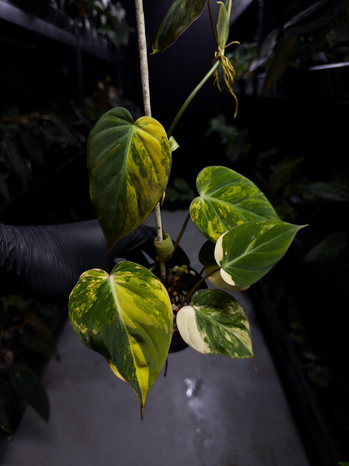 Philodendron micans • variegated