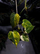 Philodendron micans • variegated