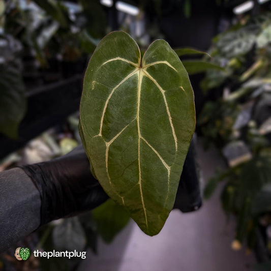 Anthurium (carlablackiae x dressleri) x carla • holdback