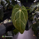 Anthurium (carlablackiae x dressleri) x carla • holdback