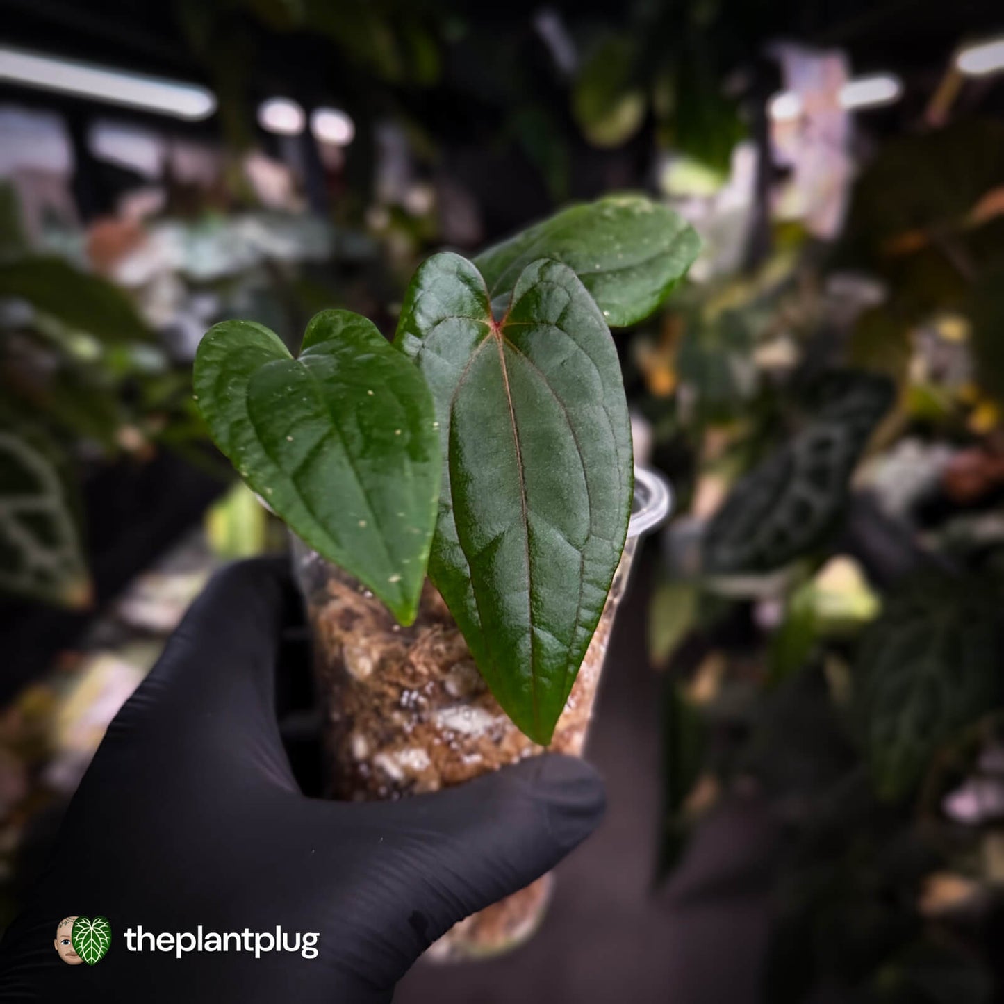 Anthurium 'Midnight Velvet' x 'RVDP'