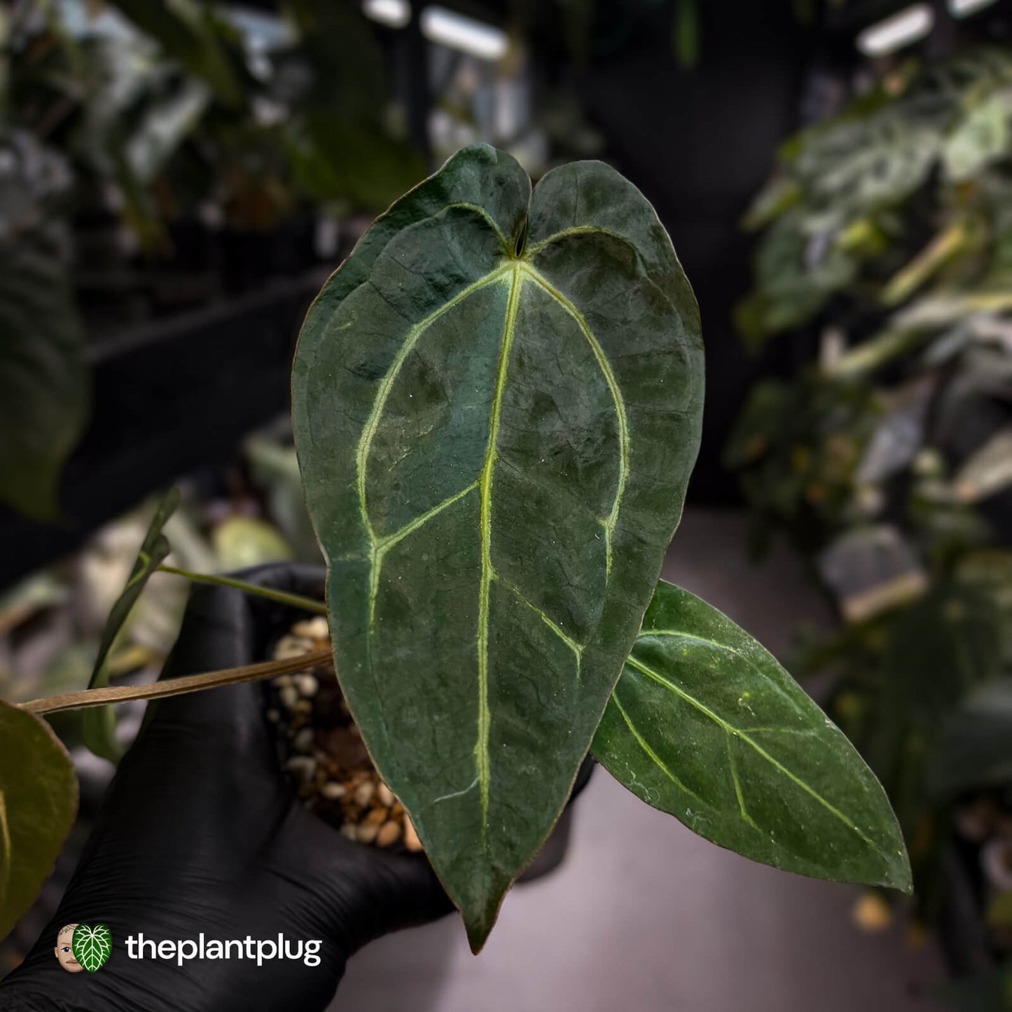 Anthurium (carlablackiae x dressleri) x carla • holdback