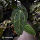 Anthurium (carlablackiae x dressleri) x carla • holdback