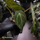 Anthurium (carlablackiae x dressleri) x carla • holdback